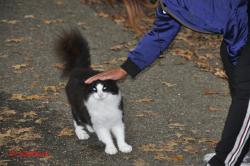 Poes.